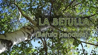 Betulla Betula pendula [upl. by Virgina344]