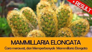 Cara Merawat dan Memperbanyak Kaktus Mammillaria Elongata Gold Lace Lady FInger Cactus [upl. by Mcdade278]