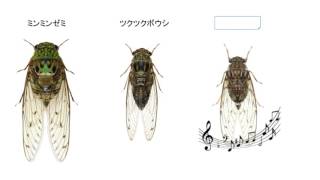 セミ。セミの羽化、セミの一生、セミの種類と鳴き声、抜け殻から見分ける雌雄の違いや、種類の違い。この動画を見れば、セミ博士。 [upl. by Roberson]