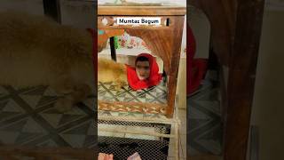 Mumtaz Begum real in Karachi zoo 🦊 half human half animal shorts ytshorts [upl. by Cranford]