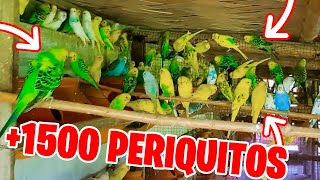 1500 PERIQUITOS EN UN AVIARIO [upl. by Ollehto411]