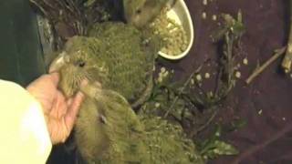 Visiting Kakapo Chicks [upl. by Mcculloch]