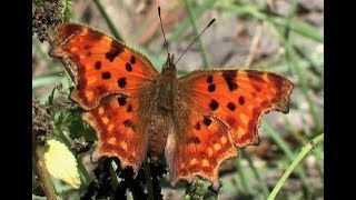 The Comma Polygonia calbum L 1858 [upl. by Nnagem]