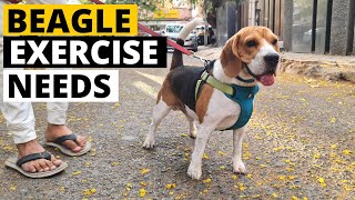 How much Exercise do Beagles Need [upl. by Belvia621]