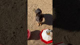 German Shepherd Puppy Scared of Water So Cute puppy dog fyp viralvideo cuteanimal [upl. by Ttoille]