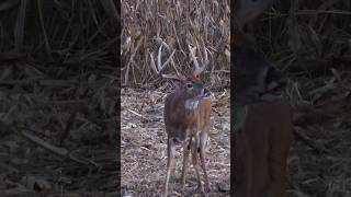 Iowa Late Season Bowhunting [upl. by Anil]