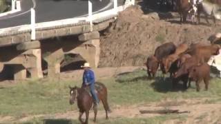 EIDSVOLD CATTLE DRIVE 2016 [upl. by Martha]