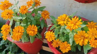 Care of Zinnia Plant  How to Grow and Care Zinnia Plant  Fun Gardening [upl. by Adnil]