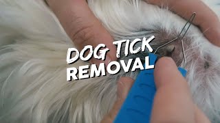 How To Take a Tick Off Your Dog  Dog Tick Removal [upl. by Hiller402]