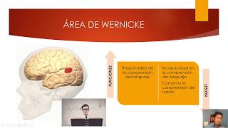 Area de Broca y Wernicke  Psicología de la Cognición Pensamiento y Lenguaje [upl. by Neret]