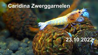 Zwerggarnelen Caridina in der Haltung und Zucht Neues entdecken und weiter lernen [upl. by Peony]