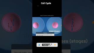 mitosis meiosis celldivision prophase metaphase anaphase telophase cellbiology somaticcell [upl. by Afinom]