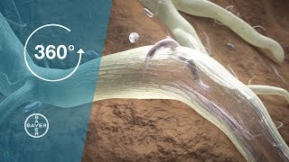 Nematodes and Crop Protection I 360° Video [upl. by Ames]