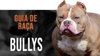 AMERICAN BULLY  Tudo sobre a raça [upl. by Eceerahs]