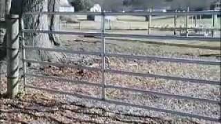 Electric Fence 101 Benefits of Electric Fencing and Installation Tips by Zareba® [upl. by Thorny185]