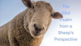 The 23rd Psalm from a Sheeps Perspective [upl. by Theona]