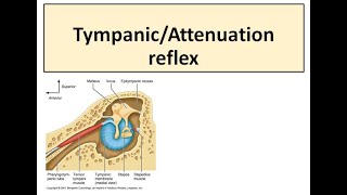 Tympanic reflex [upl. by Kakalina]