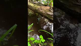 Trx4m submerged under water swamping like sub [upl. by Aikahs]