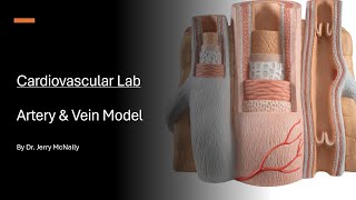 Cardiovascular Lab Artery and Vein Model [upl. by Aynod]