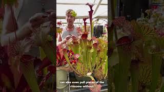 How To Propagate Sarracenia American Pitcher Plants [upl. by Astto]