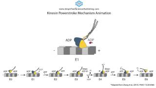 Kinesin Motor Movement E0E2 [upl. by Flanigan]