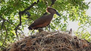 Hamerkop Scopus umbretta [upl. by Filippa776]