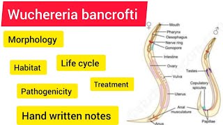 wuchereria bancrofti Zoology BSC 3rd year handwritennotes hpu viralvideo likeandsubscribe [upl. by Oneal]