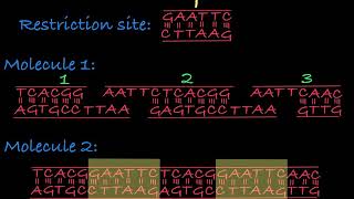 Restriction Enzymes Restriction Endonucleases [upl. by Barret]