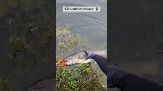 13lb catfish release [upl. by Liris156]