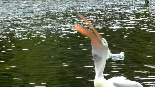 Battle of the Birds  Pelican eats Pigeon [upl. by Martreb]