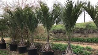 Butia capitata at Big Plant Nursery [upl. by Etnuahs]