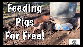 Free Pig Feed  Save BIG Money On Feeding Pastured Pigs [upl. by Waldack]