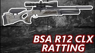 BSA R12 CLX  FARMYARD RATTING  Session 22 [upl. by Nilyak141]