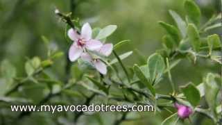 Australian Finger Lime growing in Miami Dade Florida [upl. by Bozuwa]