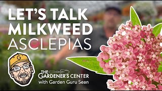 Lets Talk Milkweed Asclepias 🦋 Garden Guru Sean at The Gardeners Center [upl. by Lauree]