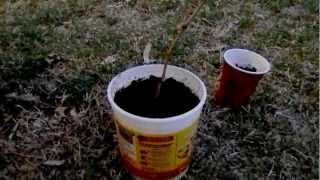 How To Grow a Grape Vine from a Cutting [upl. by Norra76]