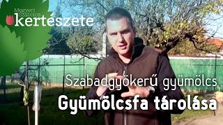 Szabadgyökerű gyümölcsfa tárolása  Gyümölcsfa csemete ültetése [upl. by Asselem233]