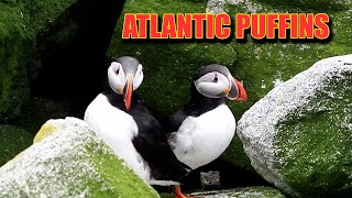 Atlantic Puffins  Machias Seal Island [upl. by Sparke]