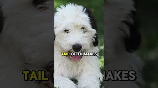 quotClassic Cuteness 5 Fun Facts About the Old English Sheepdogquot [upl. by Foskett]