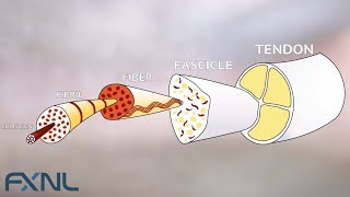 Tendinitis Tendinosis Tendinopathy Exercise is the best medicine for tendon pain [upl. by Aicirtel]