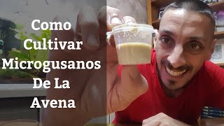 🔵 Como Cultivar Microgusanos De La Avena Como Alimento Vivo Para Alevines Acuarios MB [upl. by Halette]