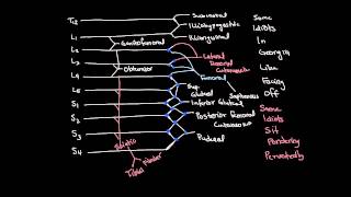 Lumbosacral Plexus Drawing and Spinal Segments [upl. by Sven818]