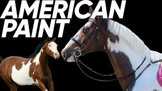 5 Things You Didnt Know About The American Paint Horse [upl. by Klaus]