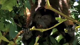 AGUAS TROPICALES  Documental Naturaleza HD 1080p  Grandes Documentales [upl. by Plossl]