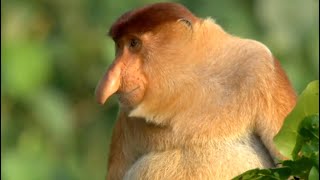 Natures Oddest Looking Animals  Top 5  BBC Earth [upl. by Magdalen]