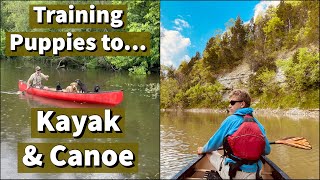 Labrador Retrievers and Boykin Spaniel Learning to Canoe Kayak and Swim [upl. by Eanore]