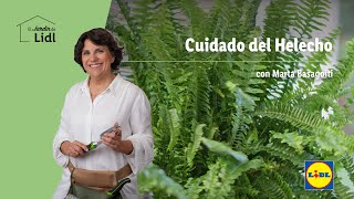 Cuidado del Helecho 🌱💐  El Jardín De Lidl  Lidl España [upl. by Aihpledalihp60]