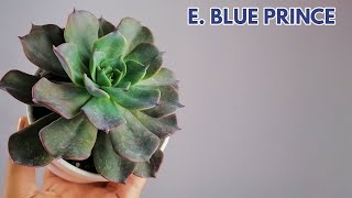 echeveria blue prince cuidados donsuculento [upl. by Nosidam]