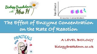 The effect of enzyme concentration on the rate of a reaction [upl. by Ddarb569]