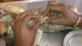 Help Dog Remove maggot from dog skin Ep35 [upl. by Theo197]